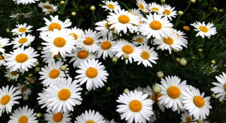 デイジーとも呼ばれる「ヒナギク」の花言葉は？その名前の由来は？？