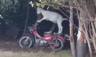 えっ本気かよ!?バイクに乗ろうとするヤギが話題に!エンジンをかけようとすると・・・