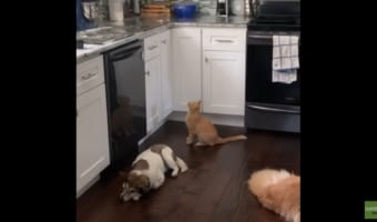 台所に飛び乗る癖のある猫への対策が凄い！猫の飛び乗り癖にお悩みの方は是非参考に♪