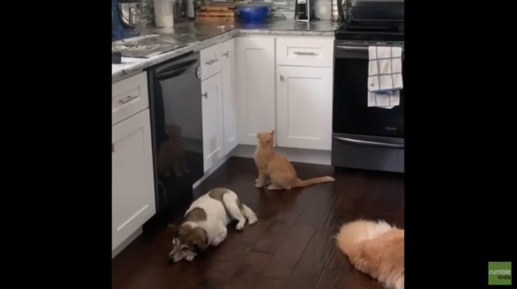 台所に飛び乗る癖のある猫への対策が凄い！猫の飛び乗り癖にお悩みの方は是非参考に♪