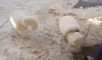 まるでマシュマロのよう(笑) “あの動物”がこんなにモコモコになるのか･･･と話題に！