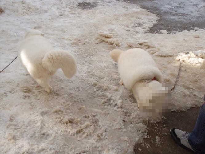 まるでマシュマロのよう(笑) “あの動物”がこんなにモコモコになるのか･･･と話題に！