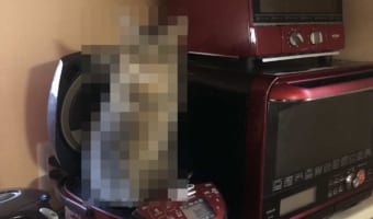 朝のクソ忙しい時に・・・炊飯器から想定外のものが生えていた!その正体とは!?