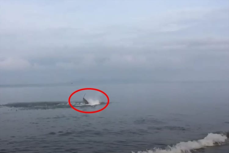 浅瀬に迷い込んでしまったイルカを救出！命にかかわる危機を救った男性の行動が素晴らしい