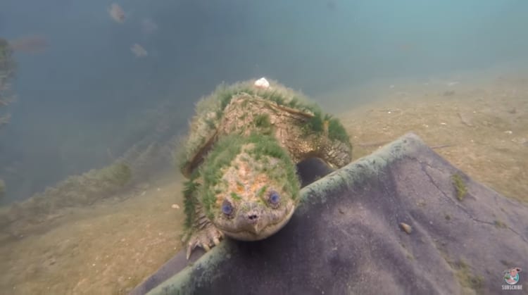 まるでゲームに出てくる伝説の亀みたい！全身に苔を蓄えた亀が神々しくて凄い！