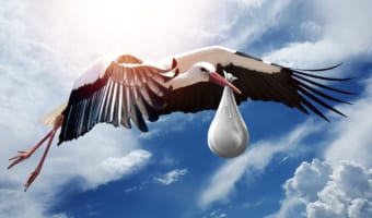 コウノトリにはなぜ「赤ちゃんを運んでくる」という逸話があるの?