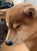 ストーブが大好きなワンコが可愛すぎると話題に！最高の季節がやってきたぜ！