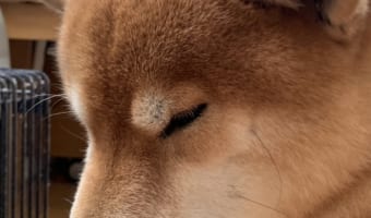 ストーブが大好きなワンコが可愛すぎると話題に!最高の季節がやってきたぜ!