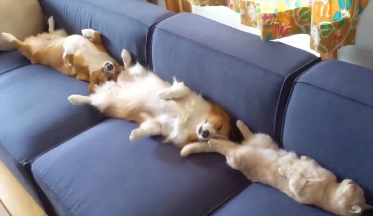 人間4人掛けのソファを3匹で支配(笑) コーギーの兄妹とニャンコの3連へそ天ポーズが話題！
