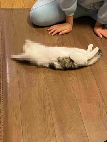 イイイィヤッホーイ！家族として迎えた初日から凄まじいリラックスぶりを見せる元野良猫が話題に！