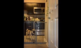 愛犬がどうやって門を乗り越えていたのかを知るため、カメラを設置すると･･･驚愕の技を見せた！