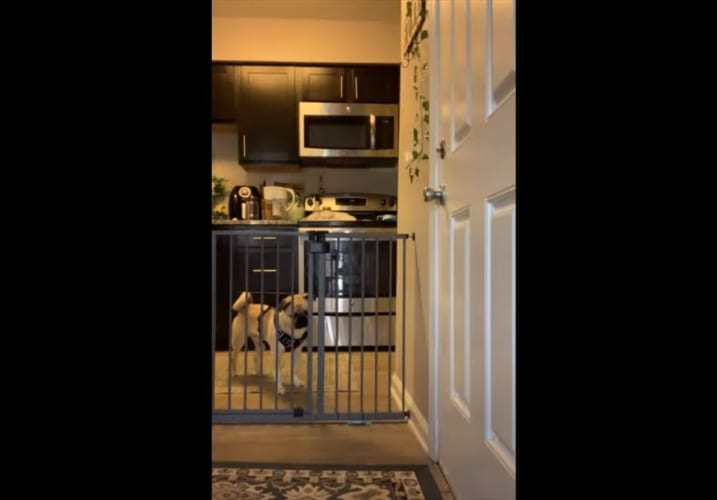 愛犬がどうやって門を乗り越えていたのかを知るため、カメラを設置すると･･･驚愕の技を見せた！