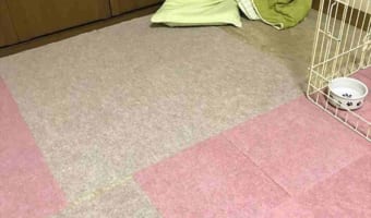 爪切りをされたショックで離れていき・・・睨んでくるワンコが悲しそうだけど可愛い(笑)