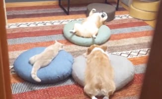 部屋をのぞいたらペットたちが怪しい儀式をしていた・・・。 一度は引き下がるも、思い切って侵入してみると・・・！！