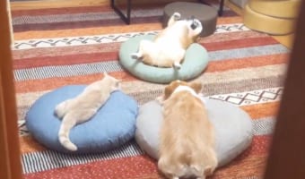 部屋をのぞいたらペットたちが怪しい儀式をしていた・・・。 一度は引き下がるも、思い切って侵入してみると・・・!!