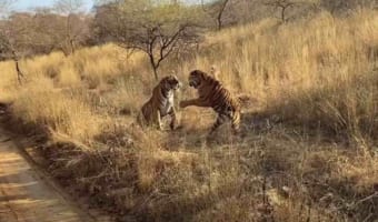 【ド迫力映像】至近距離で始まったトラの格闘が凄まじすぎる！轟音を立てながら強烈な一撃を食らわす