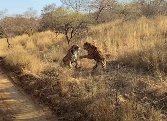 【ド迫力映像】至近距離で始まったトラの格闘が凄まじすぎる！轟音を立てながら強烈な一撃を食らわす