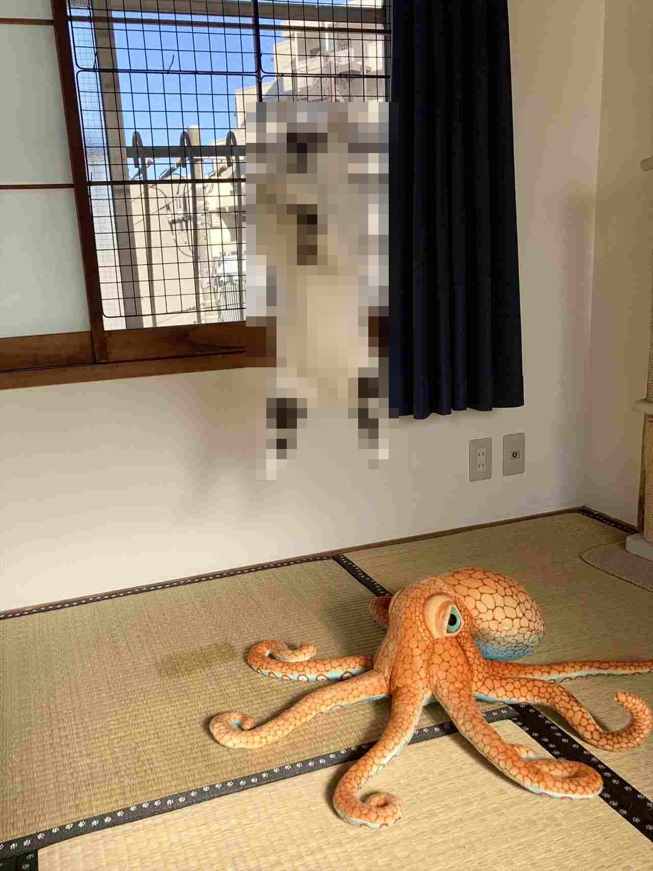 ニャンコがタコの力によって浮いているみたい(笑) ツッコミどころ満載の写真が話題に!