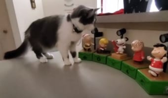 オモチャから流れ出した音楽に驚いたニャンコ。萎縮して体をカクカクさせる動きが音楽にフィットしすぎで爆笑(笑)