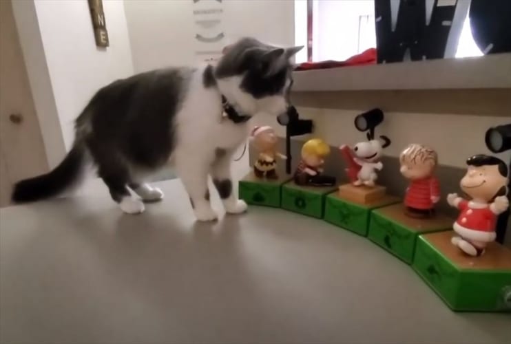 オモチャから流れ出した音楽に驚いたニャンコ。萎縮して体をカクカクさせる動きが音楽にフィットしすぎで爆笑(笑)