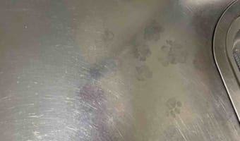 シンクにニャンとも可愛らしい足跡を発見！犯人の表情を見てみたら･･･(笑)