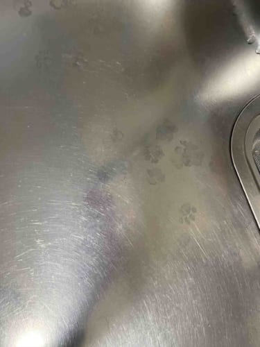 シンクにニャンとも可愛らしい足跡を発見！犯人の表情を見てみたら･･･(笑)