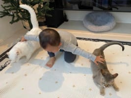 ん？何かを指示している！？(笑) ニャンコを使役する2歳児の頼もしい姿が話題に！