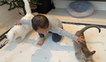 ん?何かを指示している!?(笑) ニャンコを使役する2歳児の頼もしい姿が話題に!