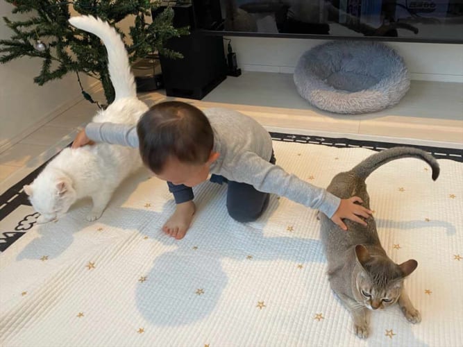 ん？何かを指示している！？(笑) ニャンコを使役する2歳児の頼もしい姿が話題に！