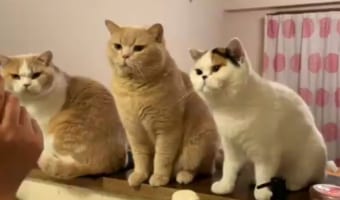 ささみをめぐって大戦争勃発！それぞれのニャンコの個性が出ていて面白い(笑)