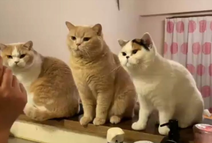 ささみをめぐって大戦争勃発！それぞれのニャンコの個性が出ていて面白い(笑)