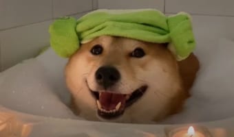 この笑顔はプライスレス!お風呂でリラックスする柴犬が可愛すぎてたまらない!
