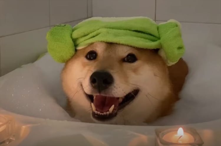この笑顔はプライスレス！お風呂でリラックスする柴犬が可愛すぎてたまらない！