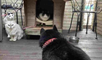 ニャンコたちの視線が怖すぎる・・・(笑) 犬小屋を乗っ取られることに慣れてしまったワンコが話題に!
