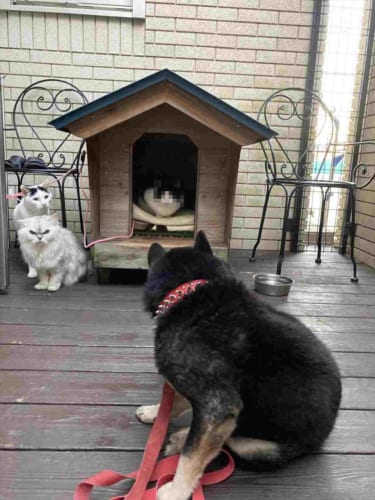 ニャンコたちの視線が怖すぎる･･･(笑) 犬小屋を乗っ取られることに慣れてしまったワンコが話題に！
