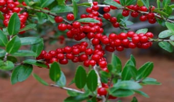 トリモチの原料となる「モチノキ」は、縁起のいい木!