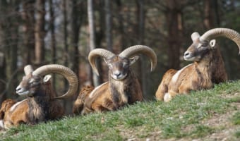 小さな体にある大きな角が目を引く「ムフロン」は、ヒツジの祖先！