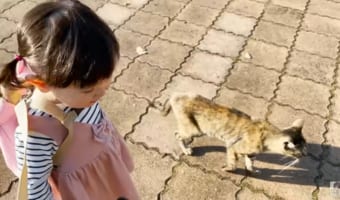 1歳児と猫の不思議な会話動画が尊い!猫と女の子の会話動画に癒される