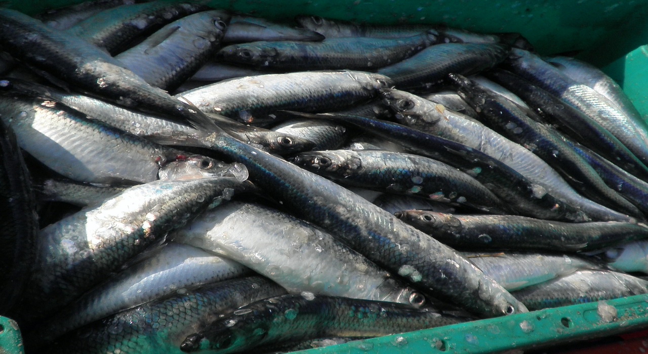 春告魚、その正体はおせちで見かけるあの魚!