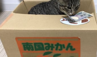 いたずらBANKのウチのリアル猫バージョン!?「貯める猫」が可愛すぎる!!