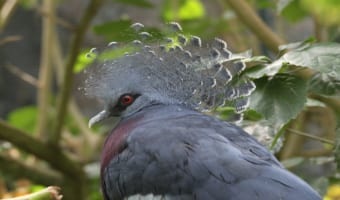 頭の飾り羽がイカす「オウギバト」は、ハトの中で世界最大!