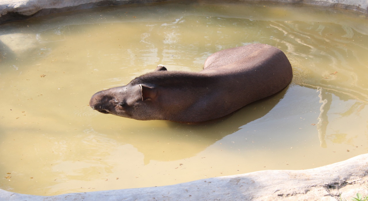 【ペッカリー】ヘソイノシシとも呼ばれる、南北アメリカ大陸のイノシシに似た動物