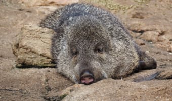 【ペッカリー】ヘソイノシシとも呼ばれる、南北アメリカ大陸に生息するイノシシに似た動物