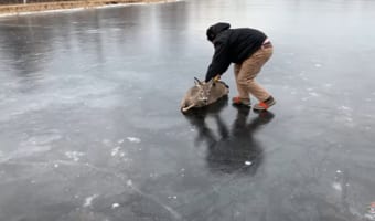 氷の上で立ち往生した鹿を救出せよ!勇敢な男性による鹿の救出が凄い!