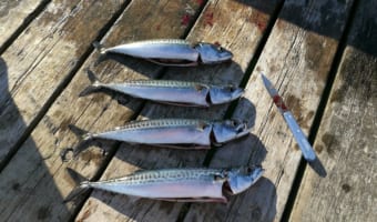 数字をごまかすことを意味する「さばを読む」の「さば」は魚の鯖?その由来を解説