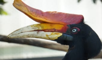 クチバシの上の何か乗ってる？突起のあるクチバシをした「サイチョウ」