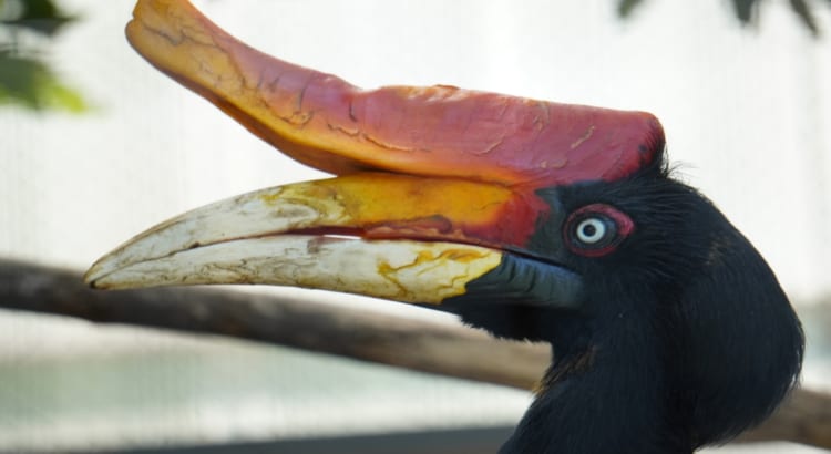 クチバシの上の何か乗ってる？突起のあるクチバシをした「サイチョウ」