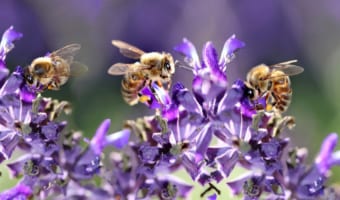 ハーブとして用いられるセージ、その花言葉は同じスペルの単語に由来した！