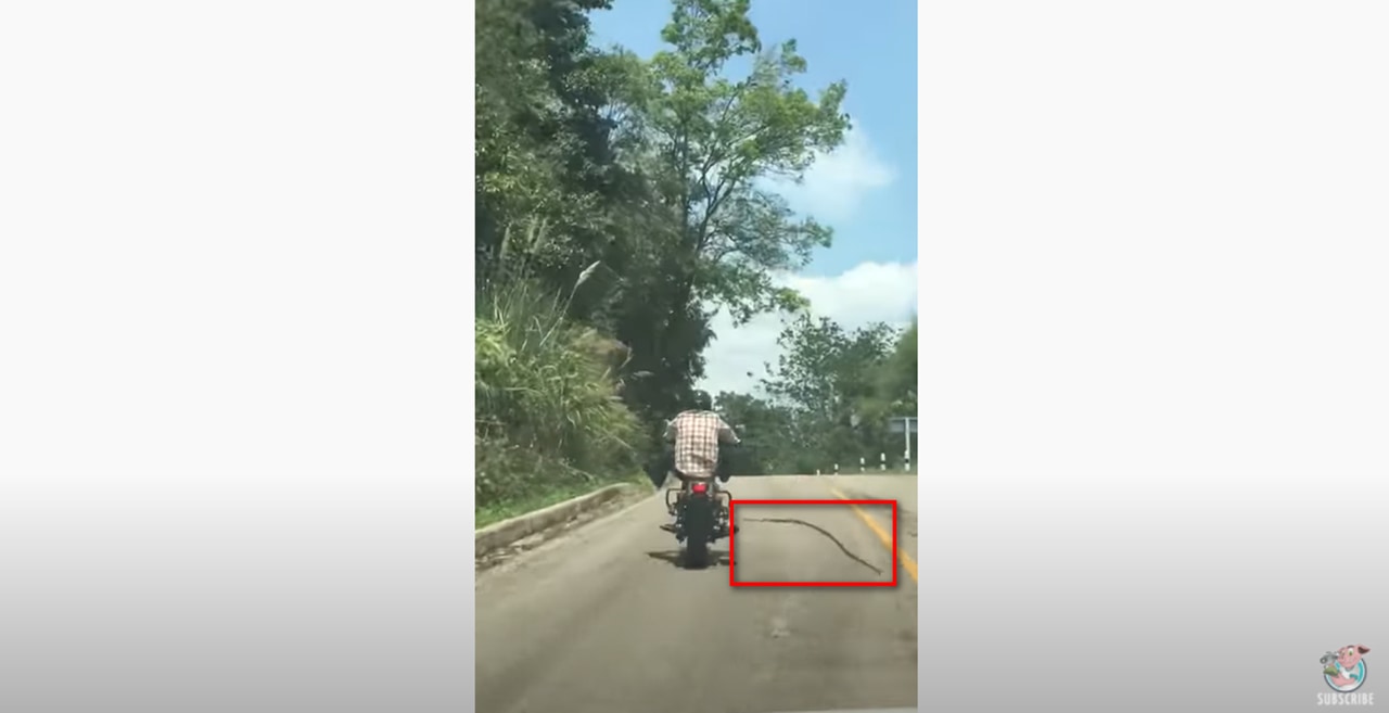 大蛇によるバイク襲撃!野生のヘビが走行中のバイクに襲い掛かる衝撃映像
