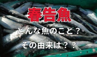 「春告魚」とはどんな魚？その正体はおせちで見かける事もあるあの魚です！